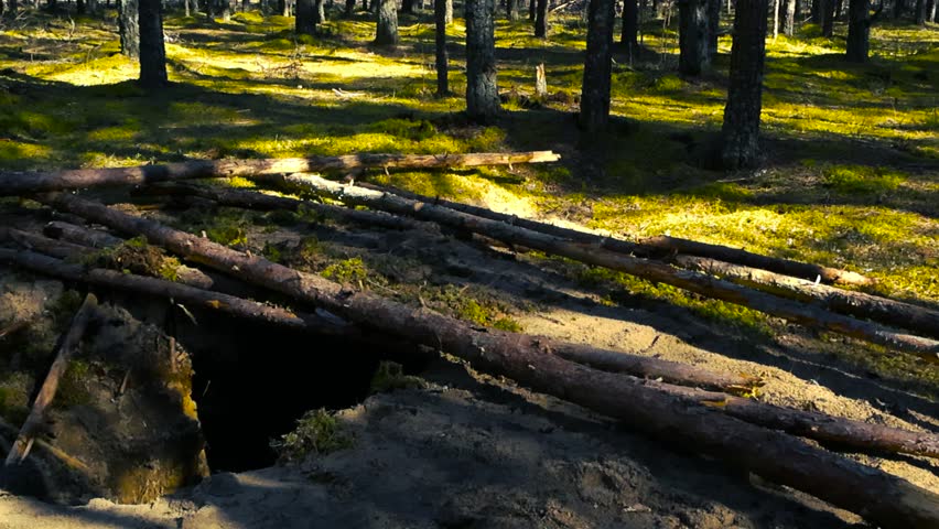 Dugout fighting hole or foxhole in a sunny pine forest with long shadows from the trees moving across the landscape, symbolizing military defense, historical reenactment or battlefield