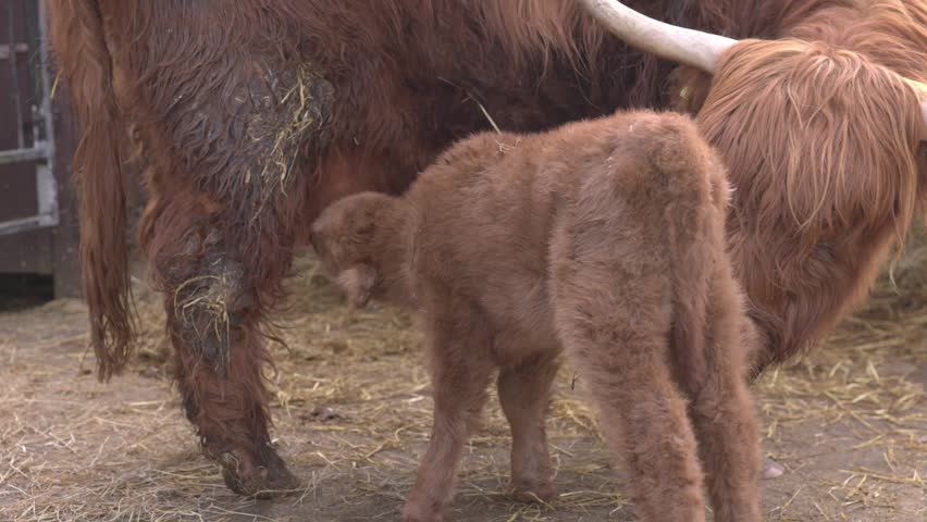 highland cow calf suckling whilst its mother licks them clean in a paddock