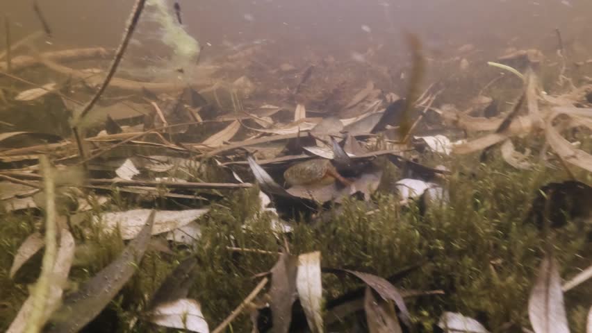 Underwater footage of tadpole shrimp (Lepidurus apus) swimming along the bottom of a temporary vernal pool. Natural light highlights its shield-like carapace, slow movements, and authentic natural habitat.