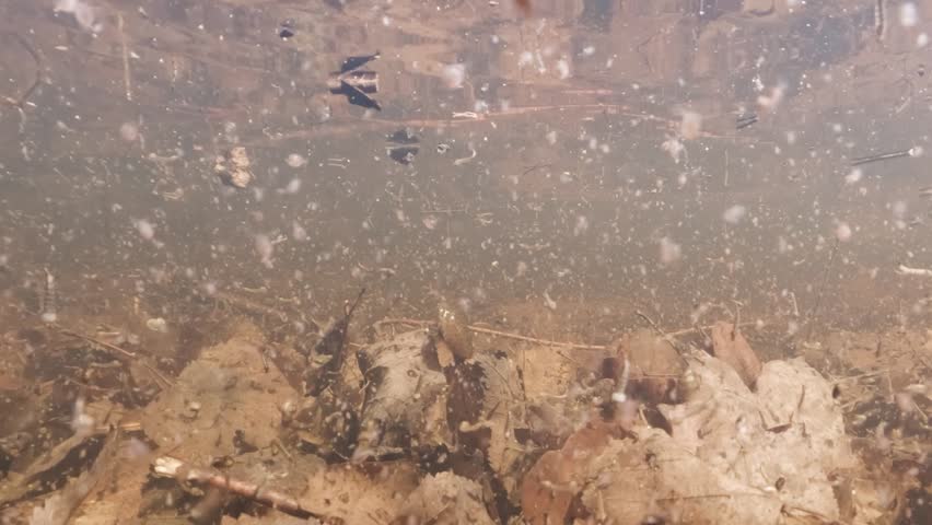 Underwater footage of tadpole shrimp (Lepidurus apus) swimming along the bottom of a temporary vernal pool. Natural light highlights its shield-like carapace, slow movements, and authentic natural habitat.