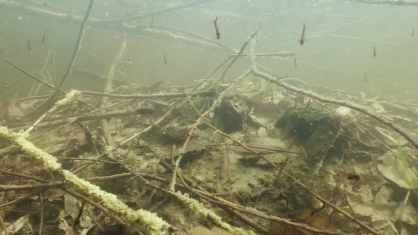 Underwater footage of tadpole shrimp (Lepidurus apus) swimming along the bottom of a temporary vernal pool. Natural light highlights its shield-like carapace, slow movements, and authentic natural habitat.