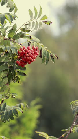 Rowan branches with red berries swaying in breeze, soft green background copy space. Vertical