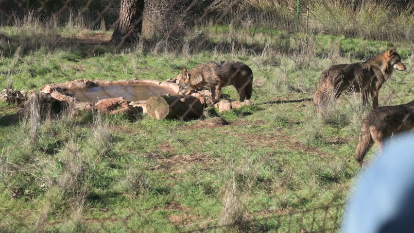 Wild wolves exploring a grassy field near a small pond in a nature reserve