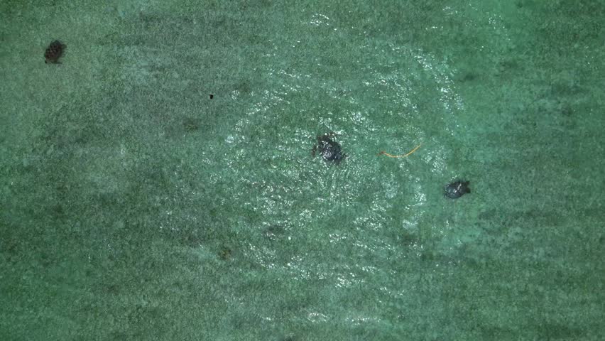 group sea turtles swimming together in clear shallow ocean water over a sandy seabed, representing marine life and conservation. speed ramp hyper motion time lapse ascending raise up drone