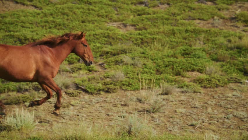 Chestnut horse gallops freely across a grassy hillside. Its powerful legs move rhythmically over uneven terrain. The horse