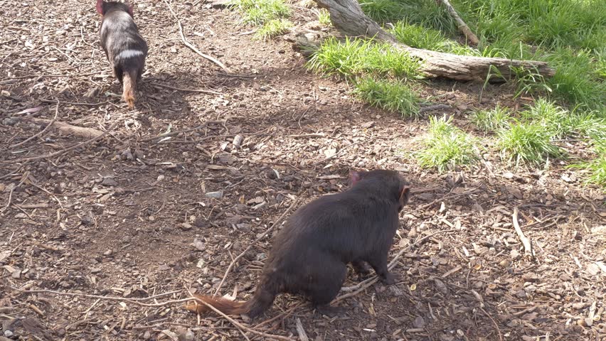 Foraging Tasmanian Devil On Maria Island In Tasmania, Australia. Close-up Shot