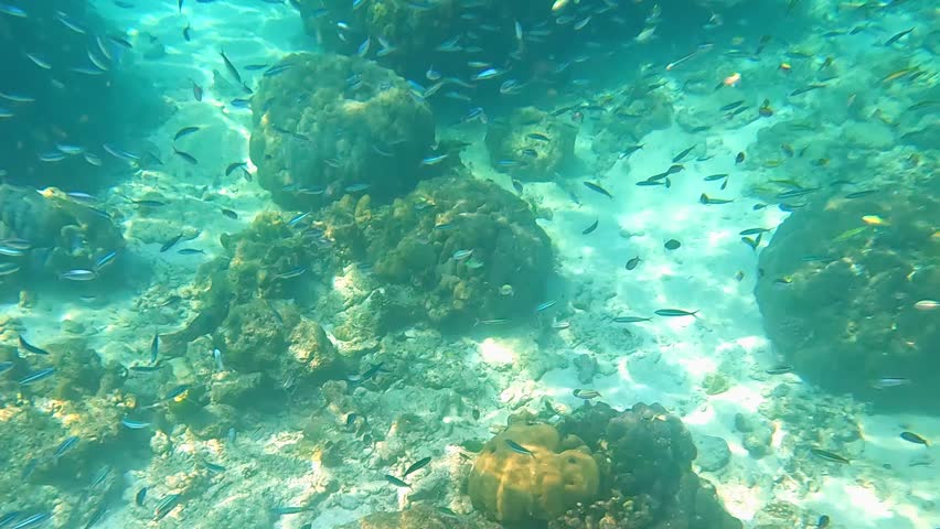 Snorkeling in the Red Sea. A girl in a swimsuit, fins and an underwater mask swims in the sea near a coral reef. Various schools of fish for diving and freediving at the seaside resorts of Egypt.