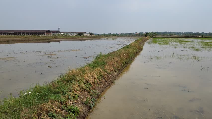 Wide Traditional Fish Pond in Rural Landscape