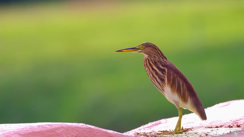 A white-winged heron near a pond, standing, drinking water, looking around. Tropical bird close up. Beautiful tropical wildlife. Beautiful wildlife.