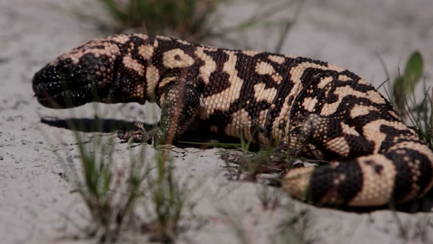 
A Gila monster crawls across a sandy surface, flicking its dark tongue while showing off its distinctive bead-like scales and striking black-and-orange pattern.

