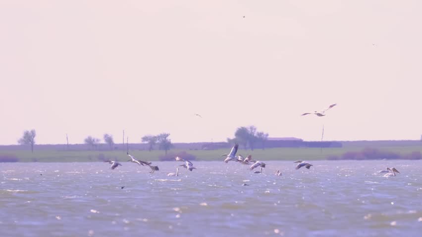 A flock of pelican birds takes off over the lake. Flying pelicans in the blue sky. Waterfowl at the nesting site.