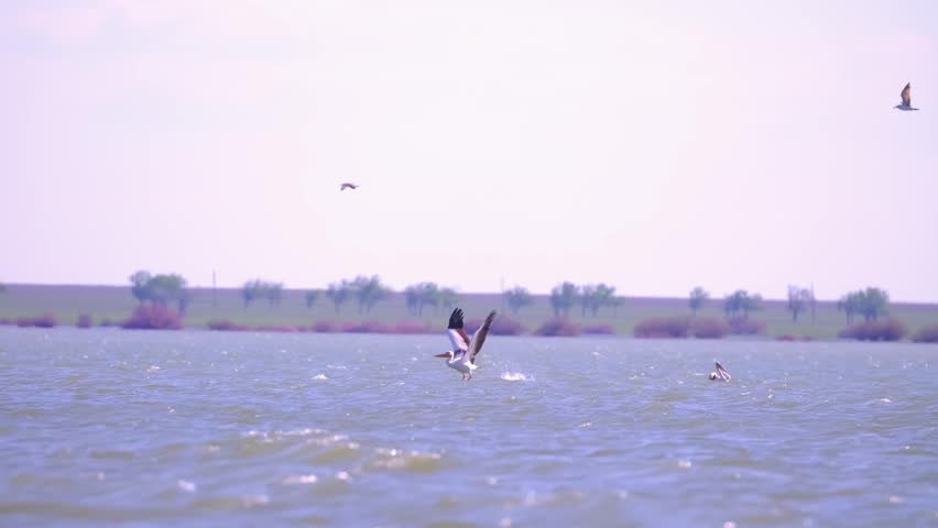 A flock of pelican birds takes off over the lake. Flying pelicans in the blue sky. Waterfowl at the nesting site.