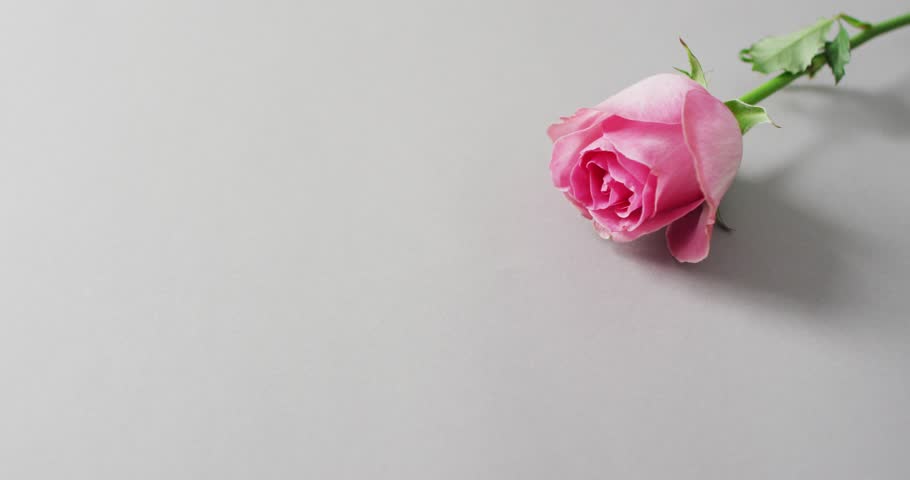Pink rose lying on pink background at valentine