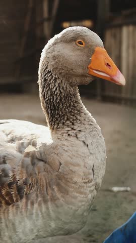 Closeup gray goose head with orange beak, barnyard textures and soft sidelight, detailed feathers and graceful