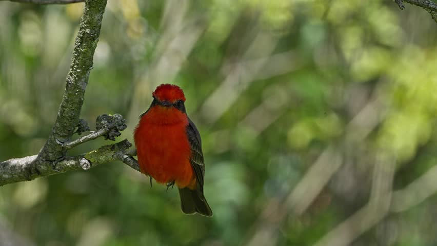 Close up of a Male Vermillion Flycatchers (Pyrocephalus obscurus) sitting on a branch, he flies to the right.