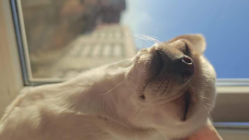 A small Chihuahua dog sits on the windowsill, basks in the sun and looks out the window