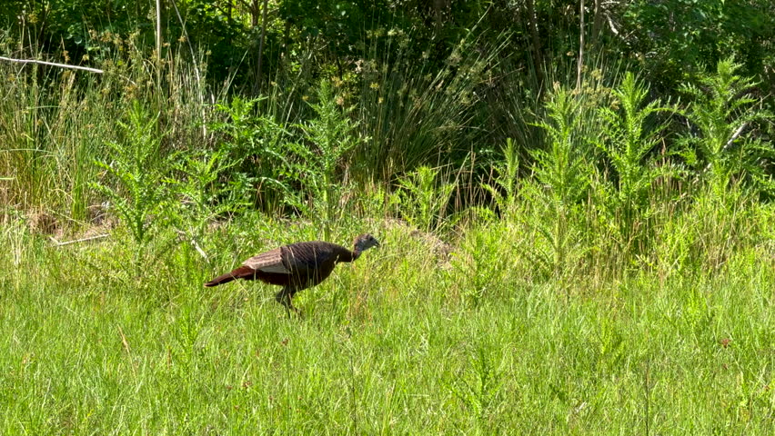 Wild turkey walking in tall grass