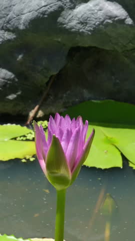 blooming purple water lily flower from bud to full blossom in waterlily pond, beautiful lotus flower timelapse video close up b roll shot, side view.