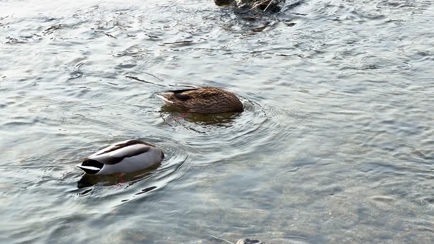 Two mallard ducks feeding underwater in a flowing river footage.