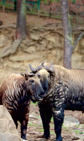 Takin in zoo, being frenzy over another
