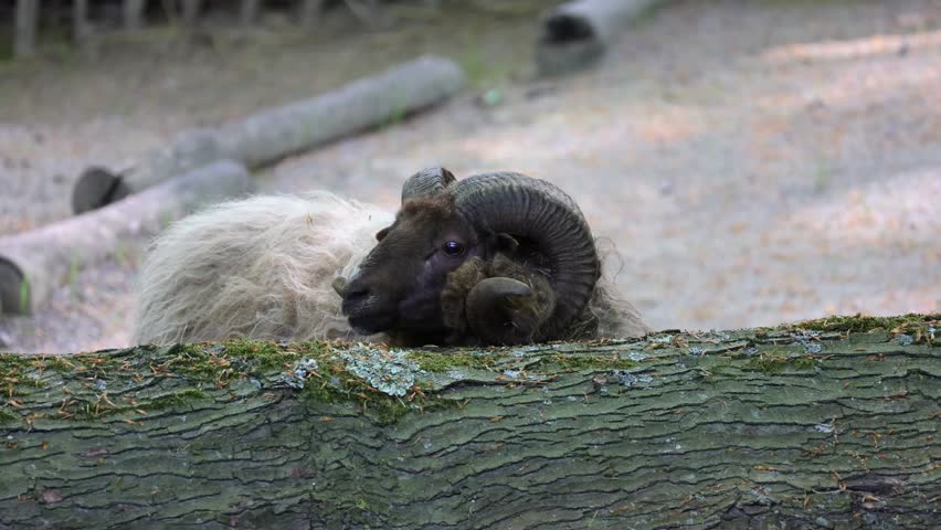 Ram with impressive curved horns resting outdoors in nature