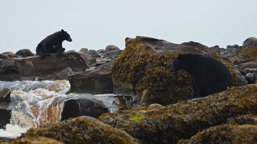 Black bears on rocks in slow motion on Vancouver Island