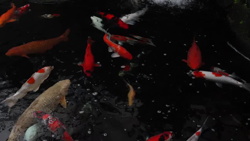 koi fish, carp, colorful, ornamental, Japanese , pond, pond, aquatic life, freshwater, swimming, pattern, orange, white, 