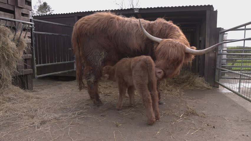 highland cow calf suckling and headbutting its mothers udders to feed from
