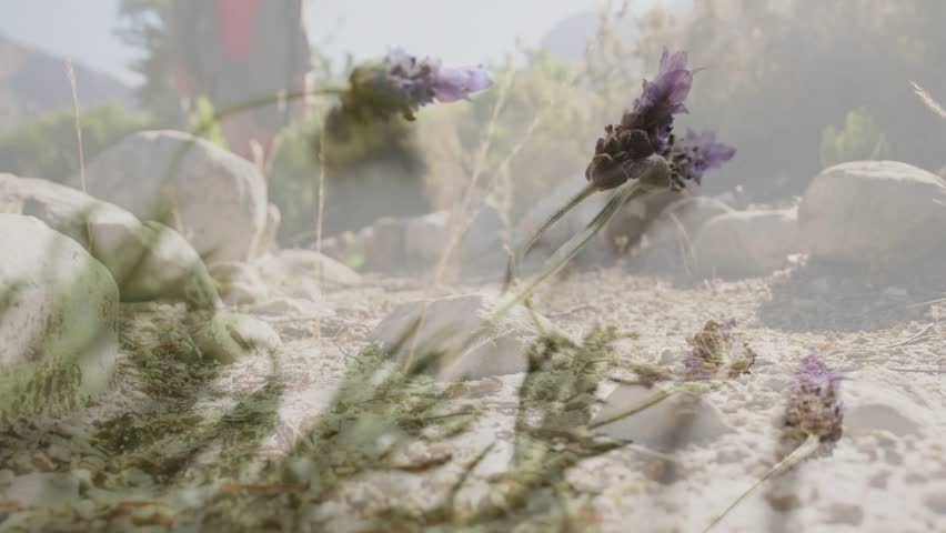 Male hiker walking to lens as faint silhouette descending on boots, travel overlay showing lavender. Trail, outdoors, nature, sunlit, landscape, shoes, purple