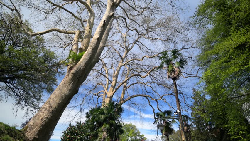 Lush green forest with tall trees and path