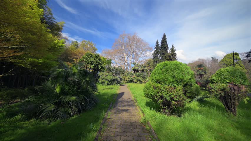 Lush green forest with tall trees and path