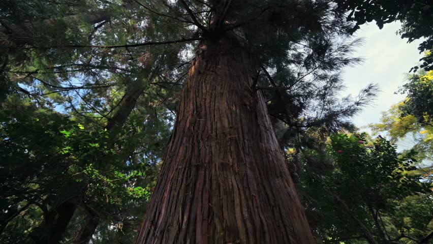 Lush green forest with tall trees and path