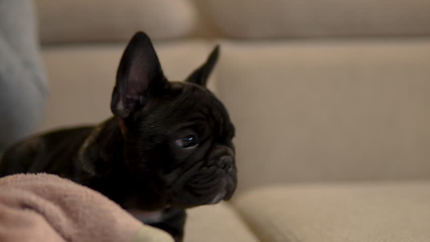 A cute black French bulldog puppy looks around while sitting on a comfortable beige sofa in a cozy home environment.