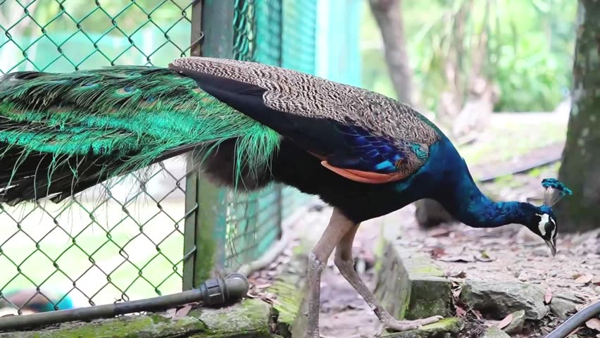 elegant adult blue peacock in the park foraging and walking around, indian peafowl in its nature habitat, male peafowl and its long tail feathers on the ground