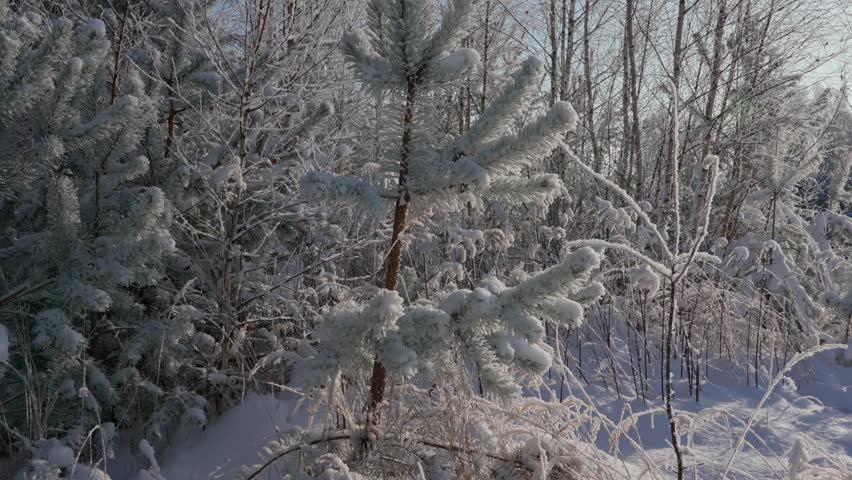 Winter landscape. A pine branch is covered with frost and snow. A layer of white snow lies on every needle, details are visible. Fluffy snow is falling against a coniferous forest.