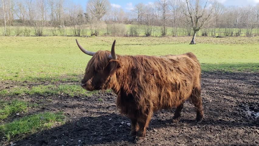 Scottish Highland cattle with long horns and shaggy hair standing in a muddy pasture on a farm