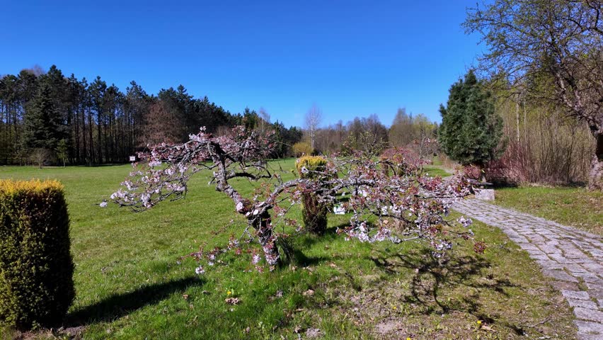 Blooming cherry blossom tree in a sunny spring park, picturesque garden landscape with stone pathway, clear blue sky, peaceful outdoor nature scenery for lifestyle and travel stock photography.