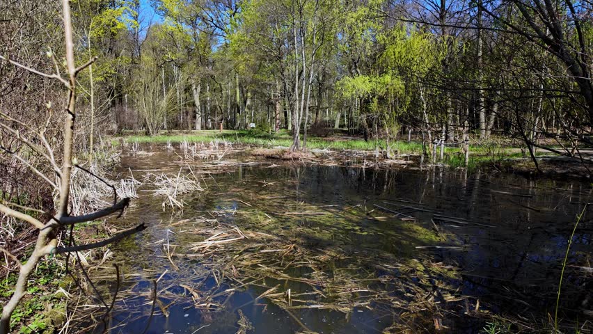 Forest pond in early spring, calm landscape with tree reflections in water, natural wetlands habitat with seasonal foliage, peaceful wild nature scenery, background for environmental and conservation