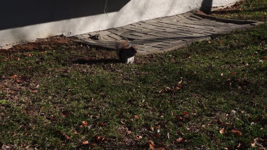 A squirrel sits on a grassy lawn with scattered autumn leaves next to a stone paver path and a white building foundation. High-contrast natural lighting with sharp shadows.