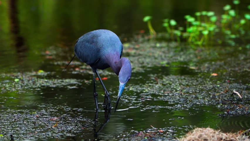 Close up of a blue heron struggling to consume an fish catch in South Carolina