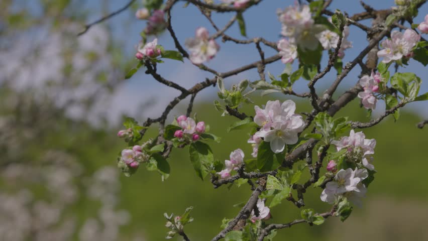 A flowering branch of an old apple tree in a spring garden