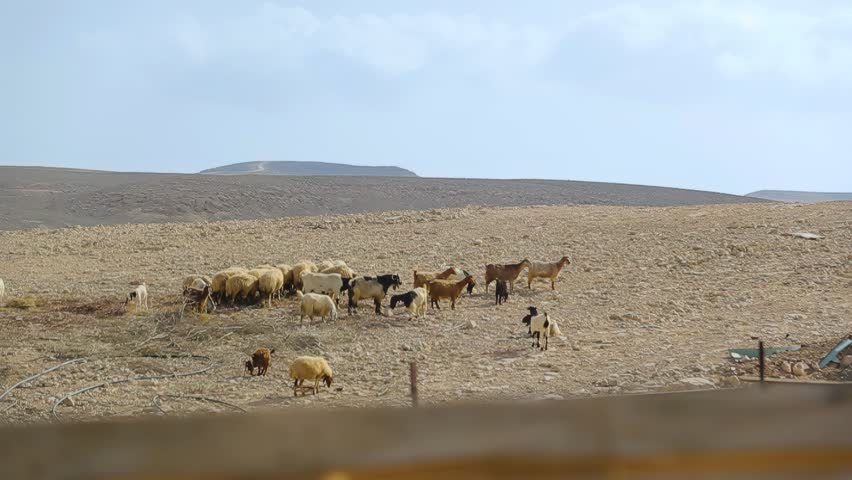 Bedouin flock of sheep and goats grazing on a desert hillside