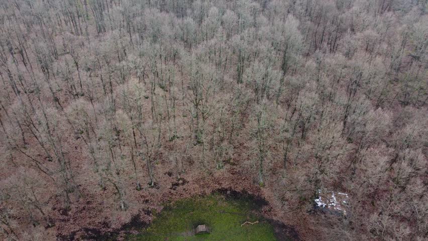 Aerial view of forest in autumn season