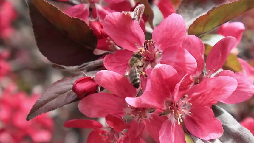 Bees on red blossoms, spring nature background
