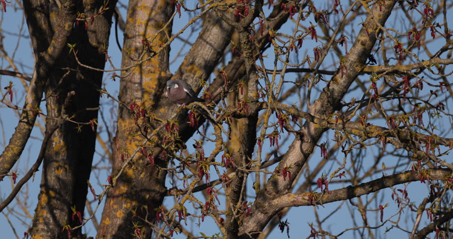 Slow motion of common wood pigeon perched on a branch and eating young buds from a tree in spring