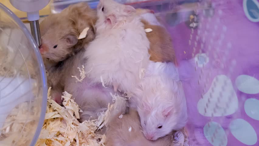 Albino rats, what a game, enjoying albino white rats