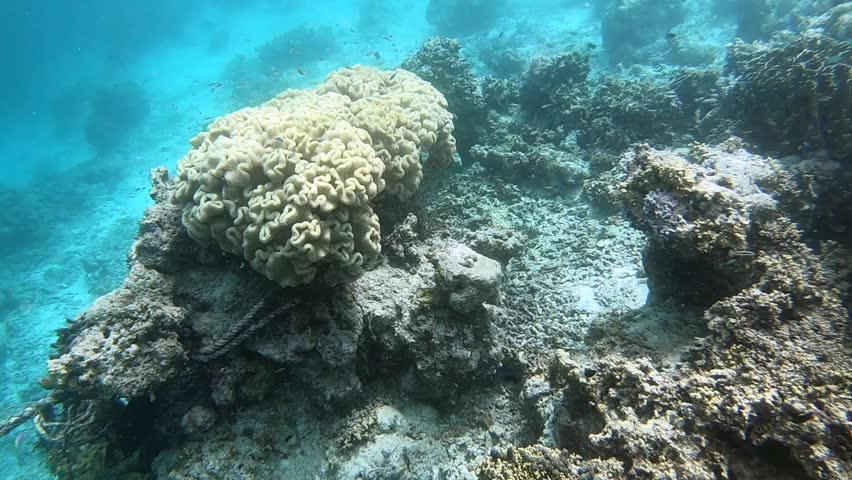 Brain coral is a common name given to various corals in the families Mussidae and Merulinidae, so called due to their generally spheroid shape and grooved surface which resembles a brain. Each head of coral is formed by a colony of genetically identical polyps which secrete a hard skeleton of calcium carbonate; this makes them important coral reef builders like other stony corals in the order Scleractinia. Brain corals are found in shallow warm water coral reefs in all the world