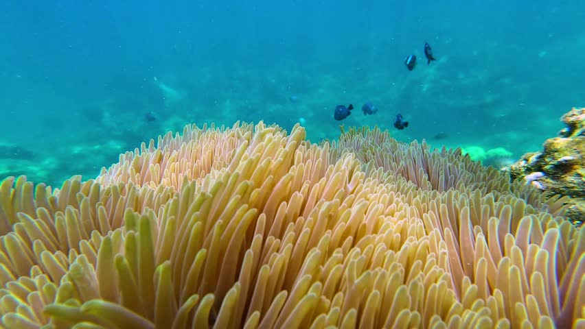 Underwater scene of domino damselfish Dascyllus trimaculatus and clownfish in sea anemone near Nha Trang Vietnam. Tropical reef marine life in natural habitat.