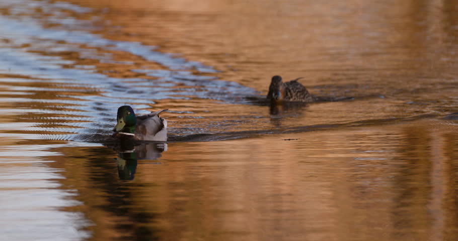 Slow motion of mallard duck pair swimming directly towards camera on golden water during sunset, creating ripples