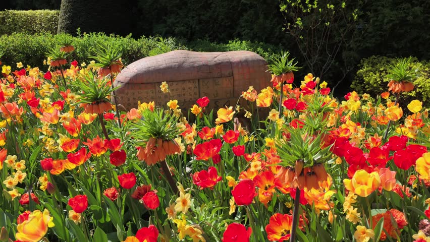 Vivid red and orange flowers bloom in sunlight, Wroclaw Botanical Garden